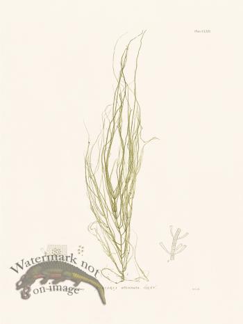 Bradbury Seaweed 162